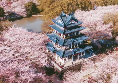 全國(guó)春季賞花全攻略